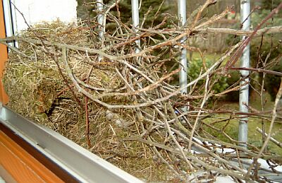 Eichhörnchen im Nest